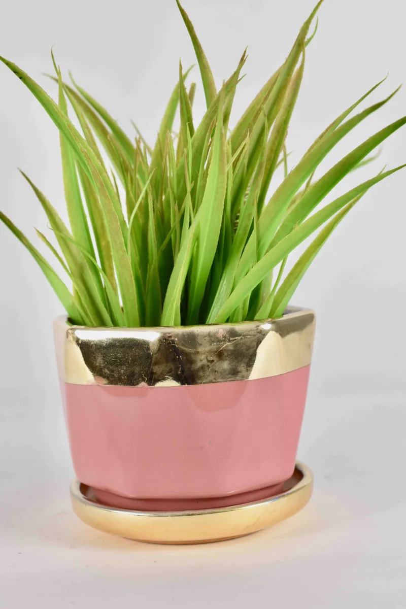 Classic Ceramic Planter — 5.5" Dia × 6" Height — Primary View