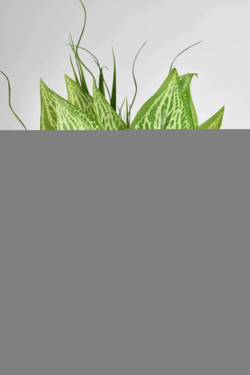 Classic Ceramic Planter — 7" Dia × 4" Height — Primary View