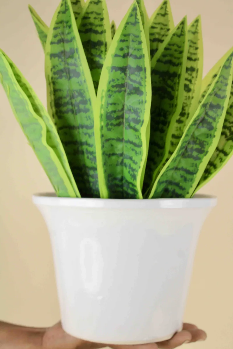 Classic Ceramic Planter — 8" Dia × 8" Height — Primary View