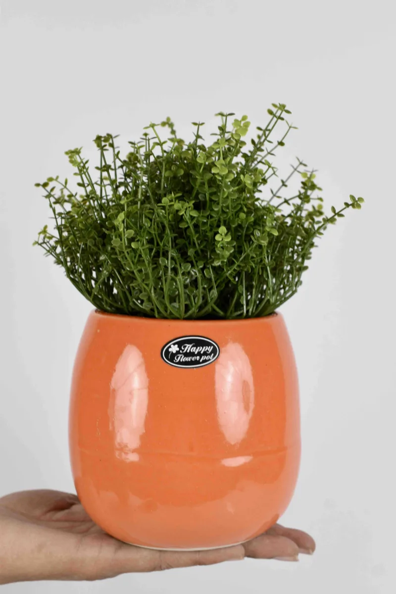 Classic Ceramic Planter — 4" Dia × 4" Height — Primary View