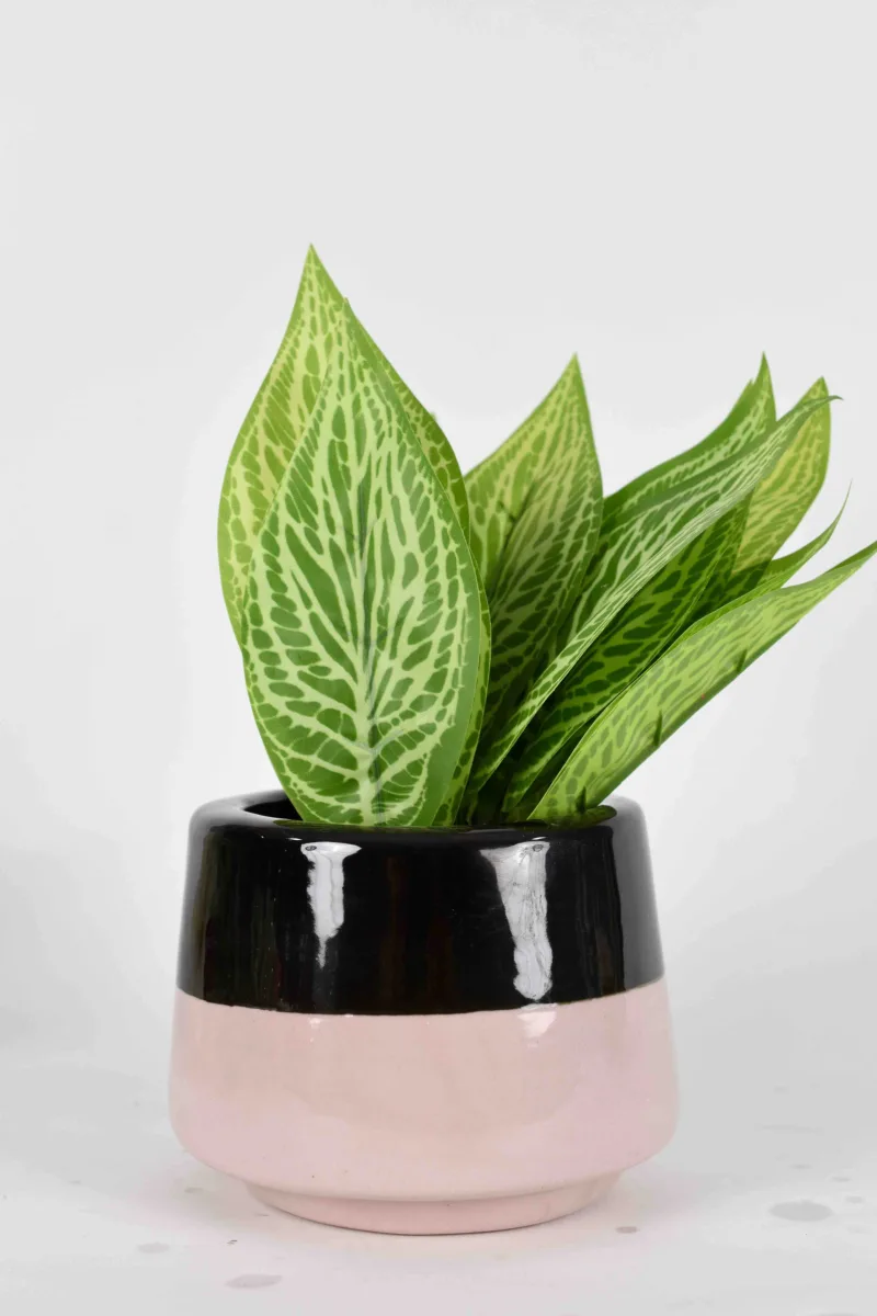 Classic Ceramic Planter — 6" Dia × 6.5" Height — Primary View