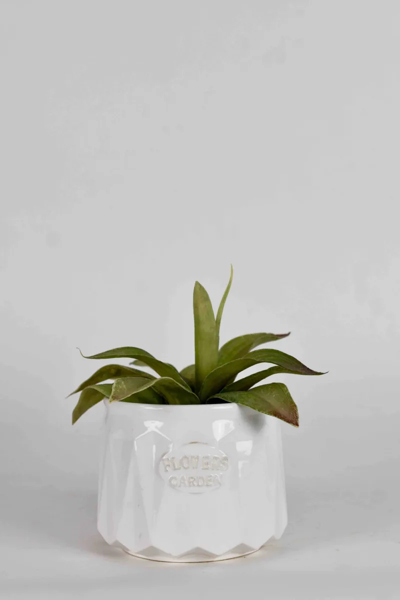 Classic Ceramic Planter — 4.5" Dia × 4" Height — Primary View