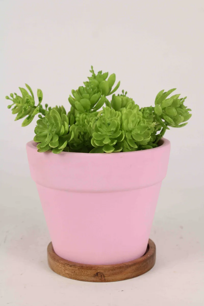 Classic Ceramic Planter — 5.5" Dia × 5.5" Height — Primary View