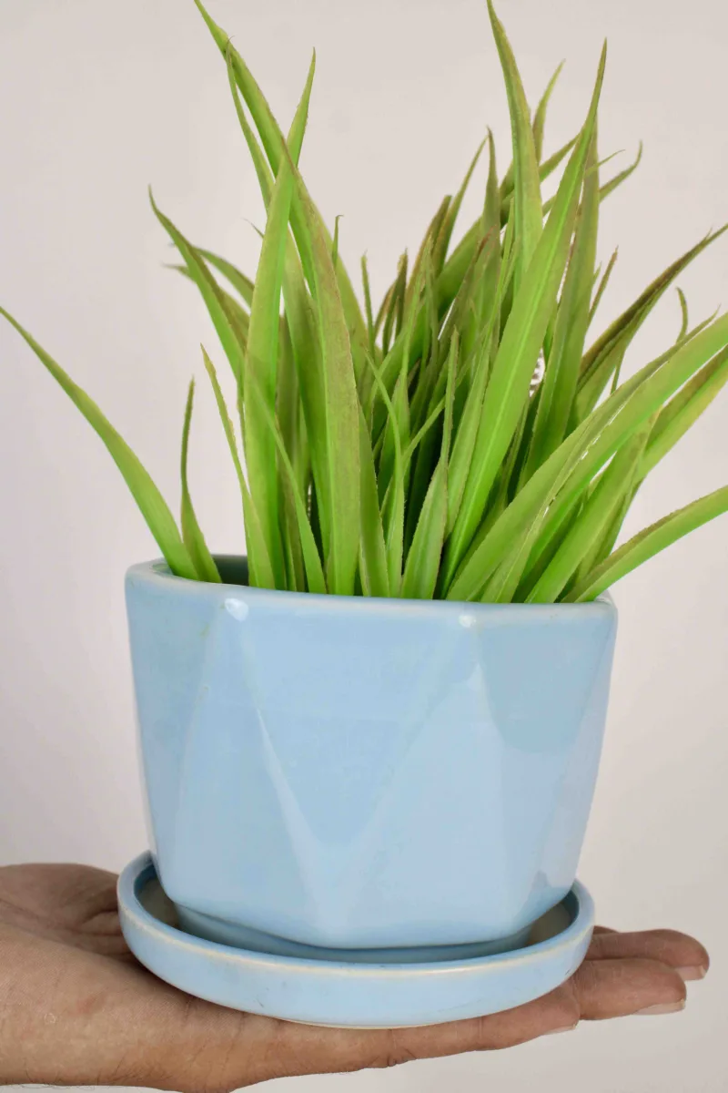 Classic Ceramic Planter — 9.5" Dia × 6" Height — Primary View