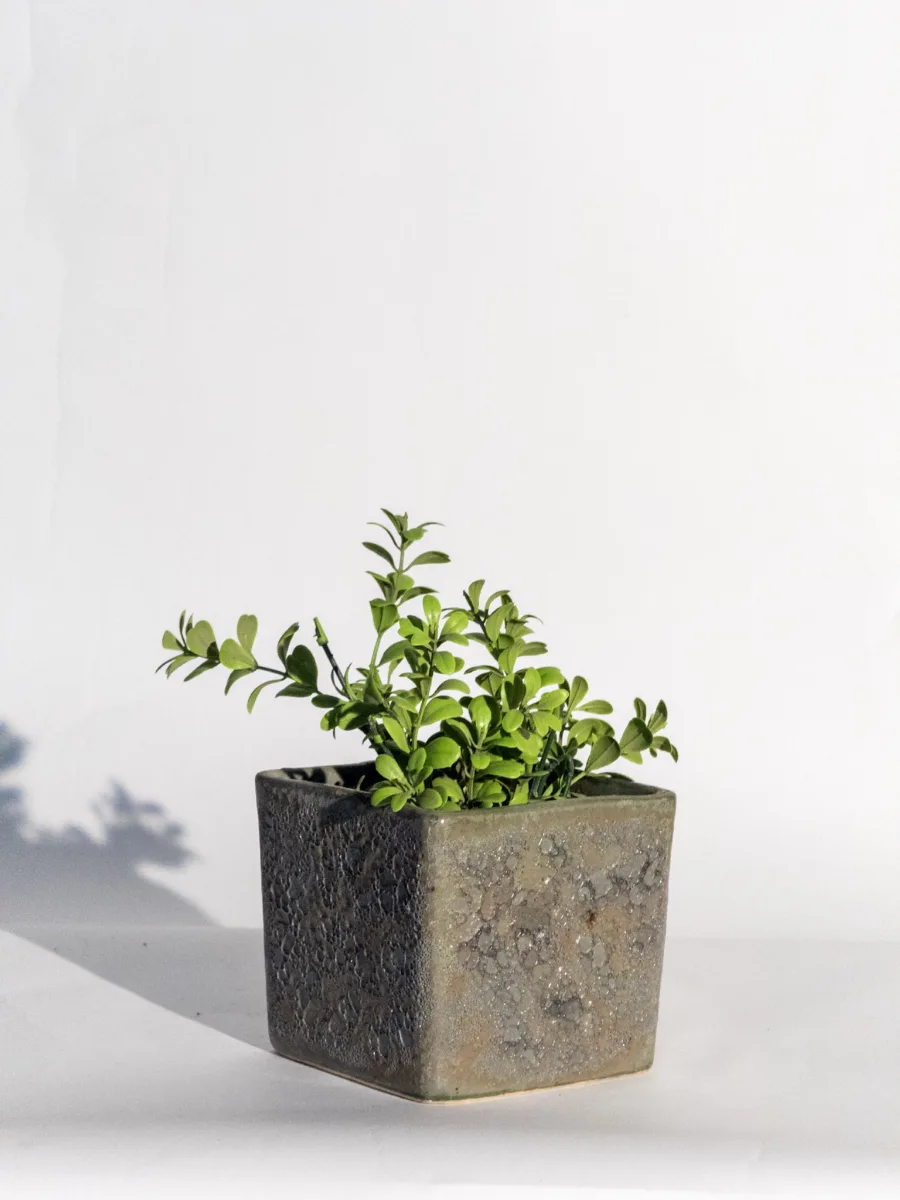 Classic Ceramic Planter — 4.5" Dia × 4.5" Height — Primary View