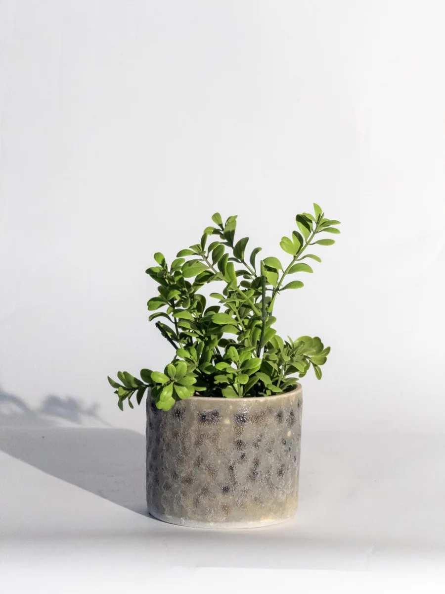 Classic Ceramic Planter — 8.5" Dia × 7.5" Height — Primary View