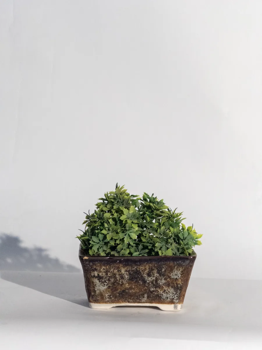 Classic Ceramic Planter — 5" Dia × 4" Height — Primary View
