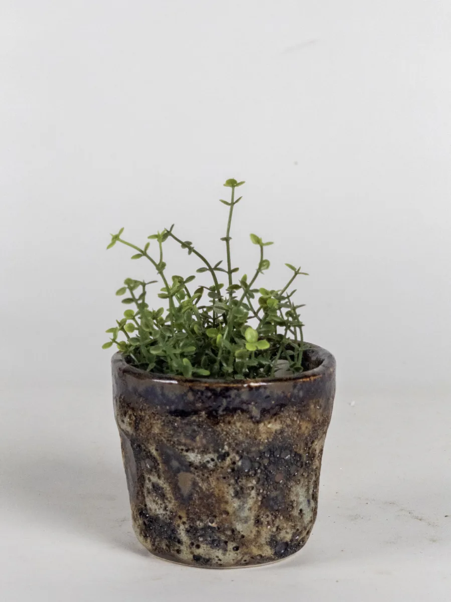 Classic Ceramic Planter — 6.5" Dia × 5" Height — Primary View