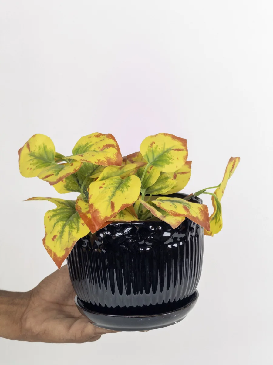 Classic Ceramic Planter — 3" Dia × 2" Height — Primary View