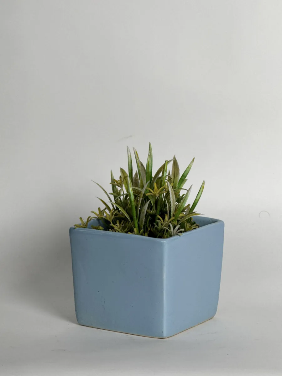 Classic Ceramic Planter — 4" Dia × 4" Height — Primary View