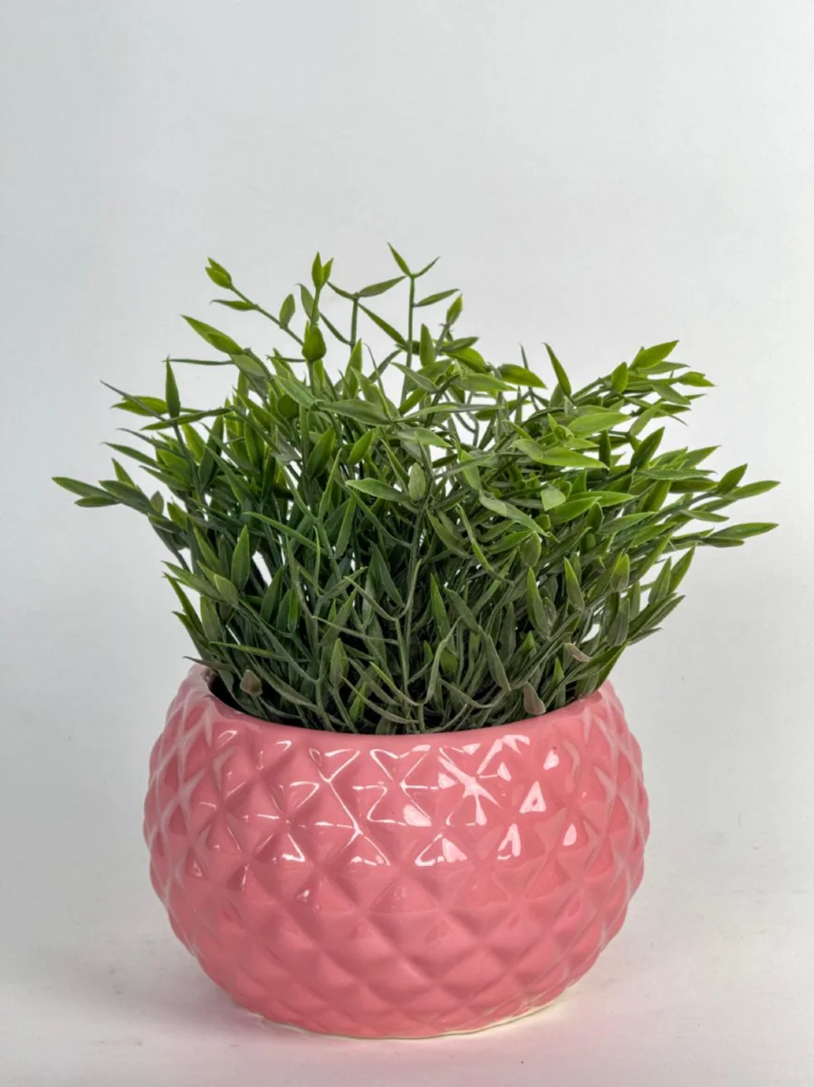Classic Ceramic Planter — 5" Dia × 4.5" Height — Primary View
