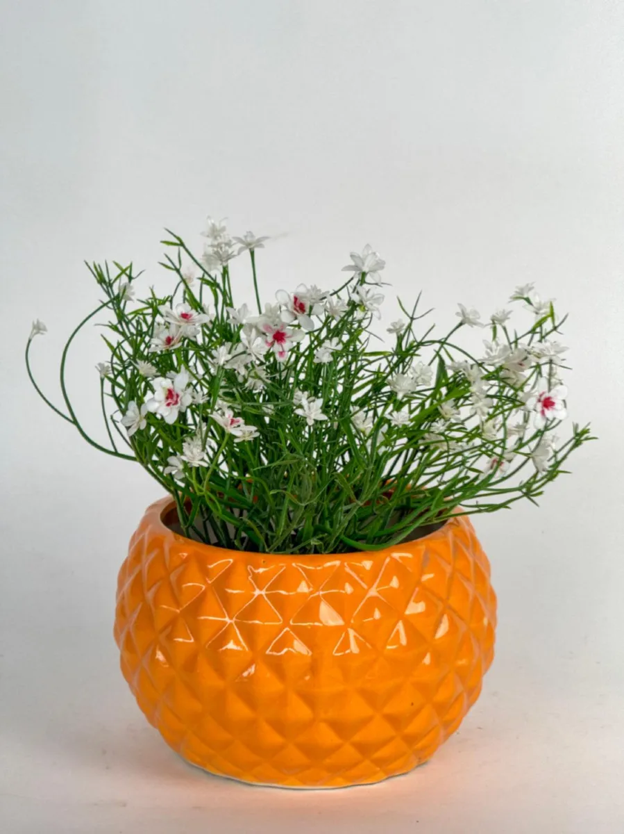 Classic Ceramic Planter — 5" Dia × 5" Height — Primary View