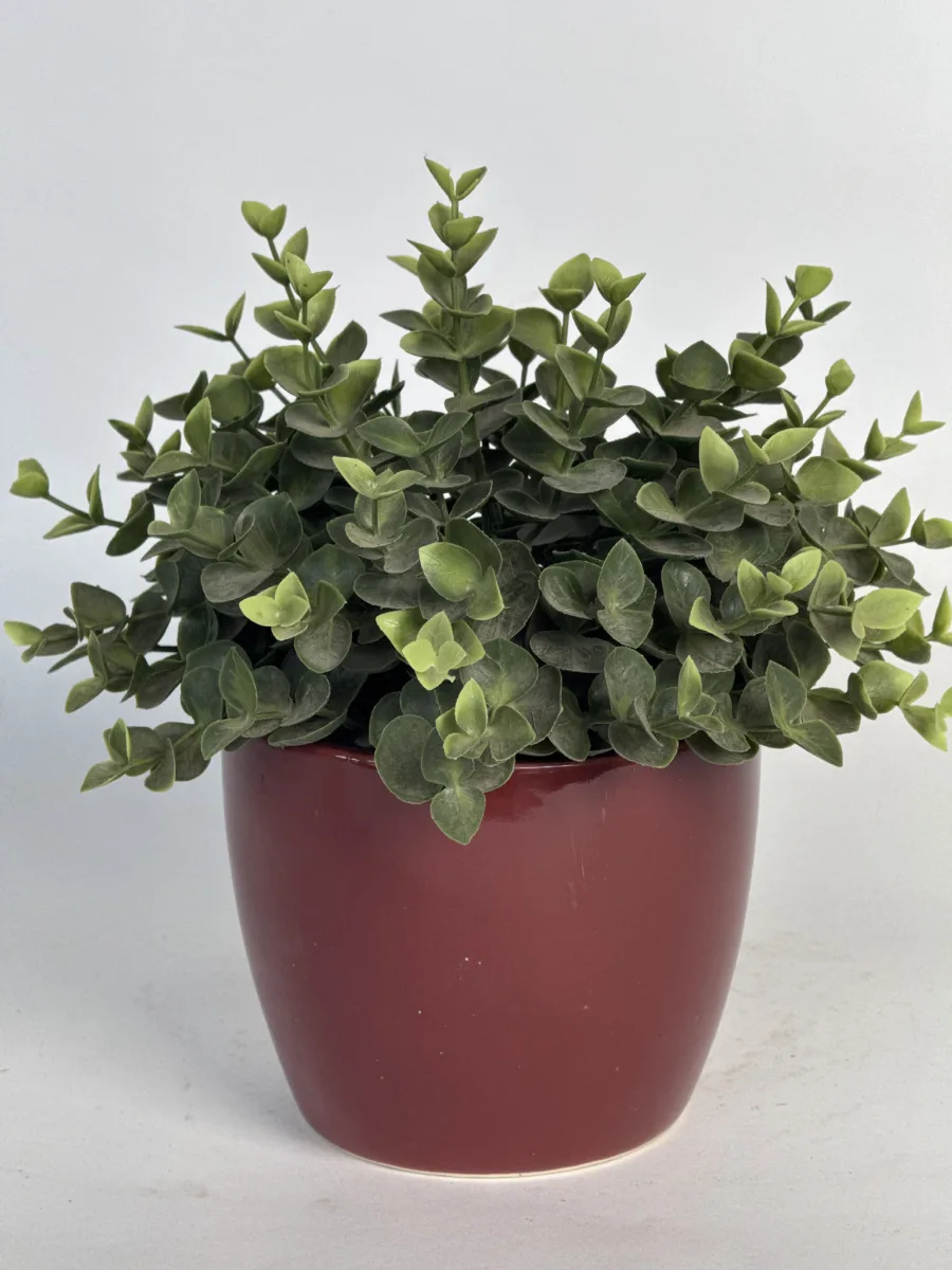 Classic Ceramic Planter — 8" Dia × 3" Height — Primary View