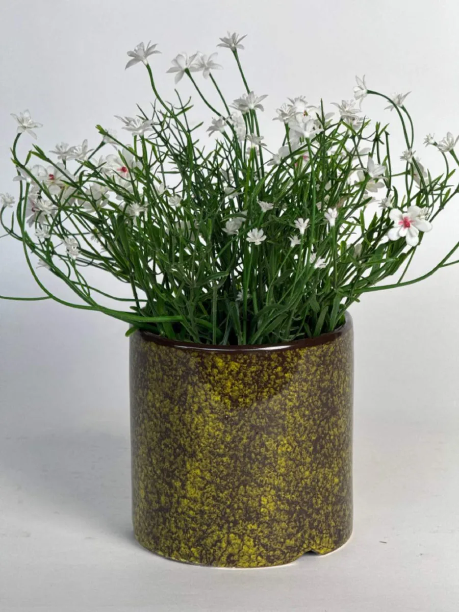 Classic Ceramic Planter — 5.5" Dia × 5" Height — Primary View