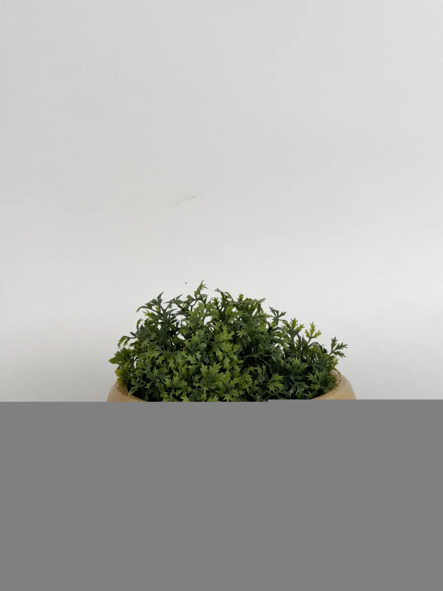 Classic Ceramic Planter — 5.5" Dia × 5" Height — Primary View