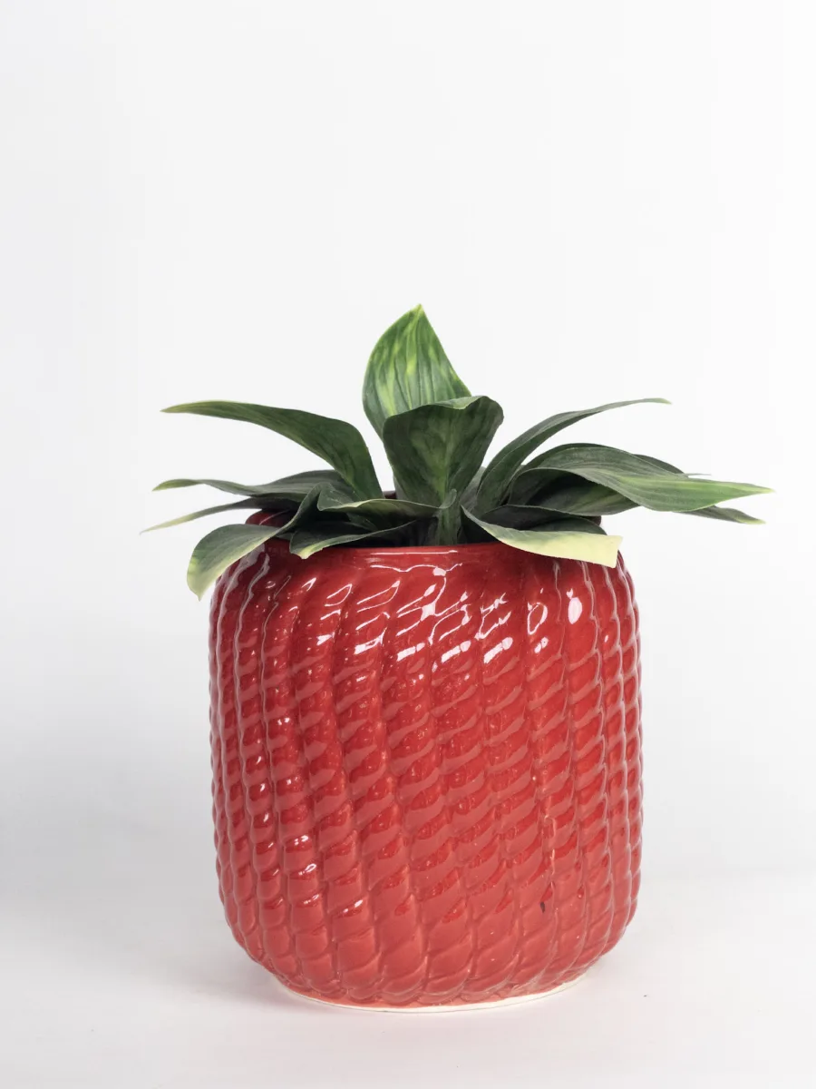 Classic Ceramic Planter — 6" Dia × 10" Height — Primary View
