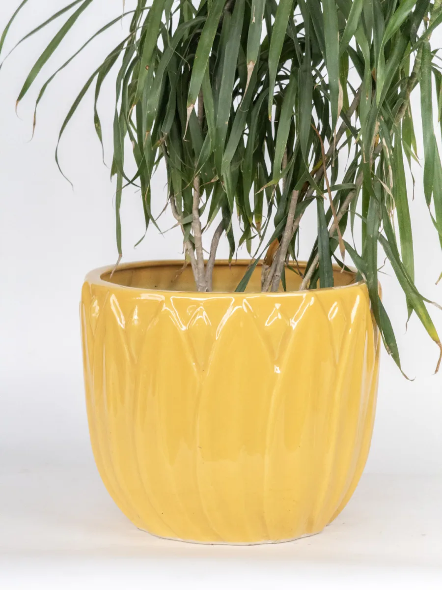 Classic Ceramic Planter — 9" Dia × 8" Height — Primary View