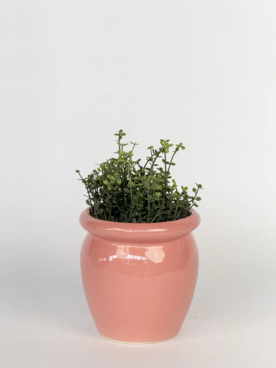 Classic Ceramic Planter — 4.5" Dia × 4" Height — Primary View