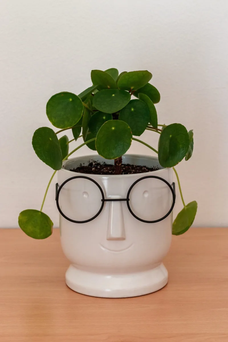 Classic Ceramic Planter — 4" Dia × 2.5" Height — Primary View