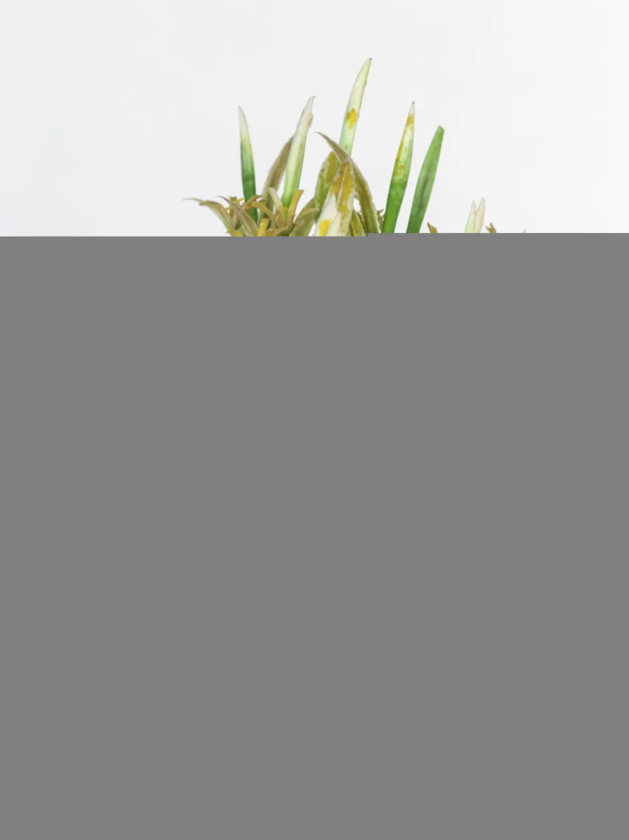 Classic Ceramic Planter — 3" Dia × 2" Height — Primary View
