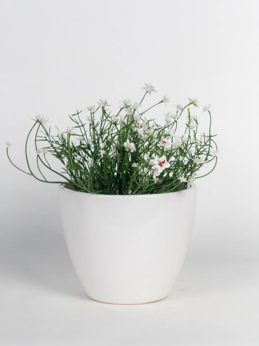 Classic Ceramic Planter — 4" Dia × 4" Height — Primary View