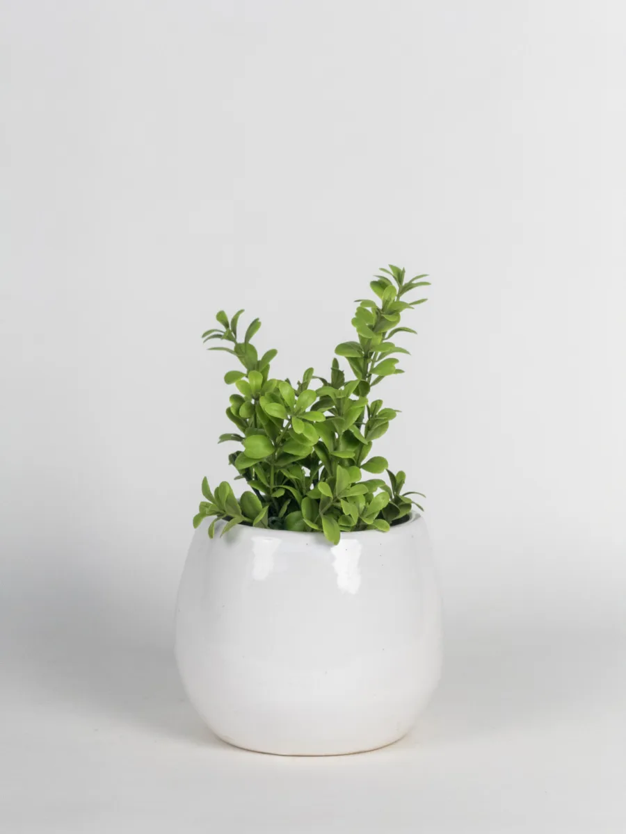 Classic Ceramic Planter — 4" Dia × 3.5" Height — Primary View