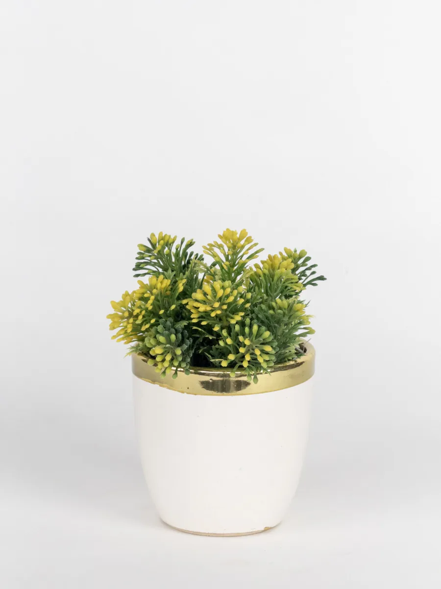 Classic Ceramic Planter — 5.5" Dia × 5" Height — Primary View