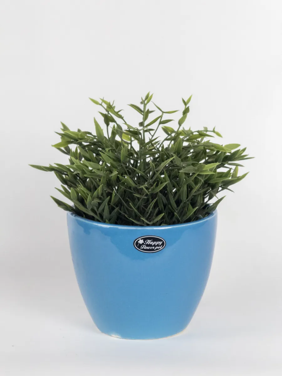 Classic Ceramic Planter — 5.5" Dia × 5" Height — Primary View