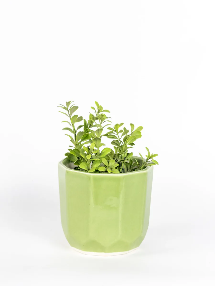Classic Ceramic Planter — 5" Dia × 4.5" Height — Primary View