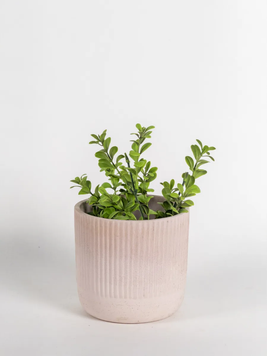 Classic Ceramic Planter — 5.5" Dia × 5" Height — Primary View