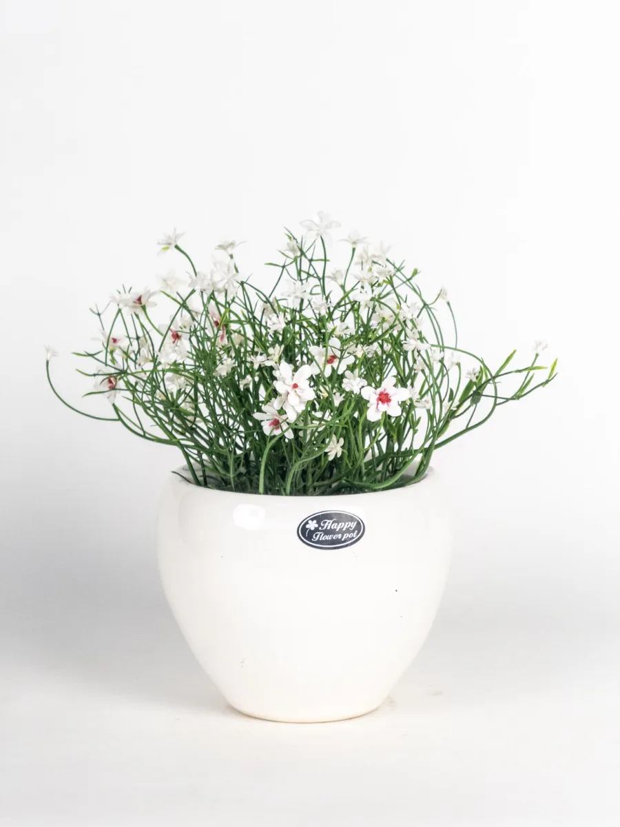 Classic Ceramic Planter — 6" Dia × 5" Height — Primary View