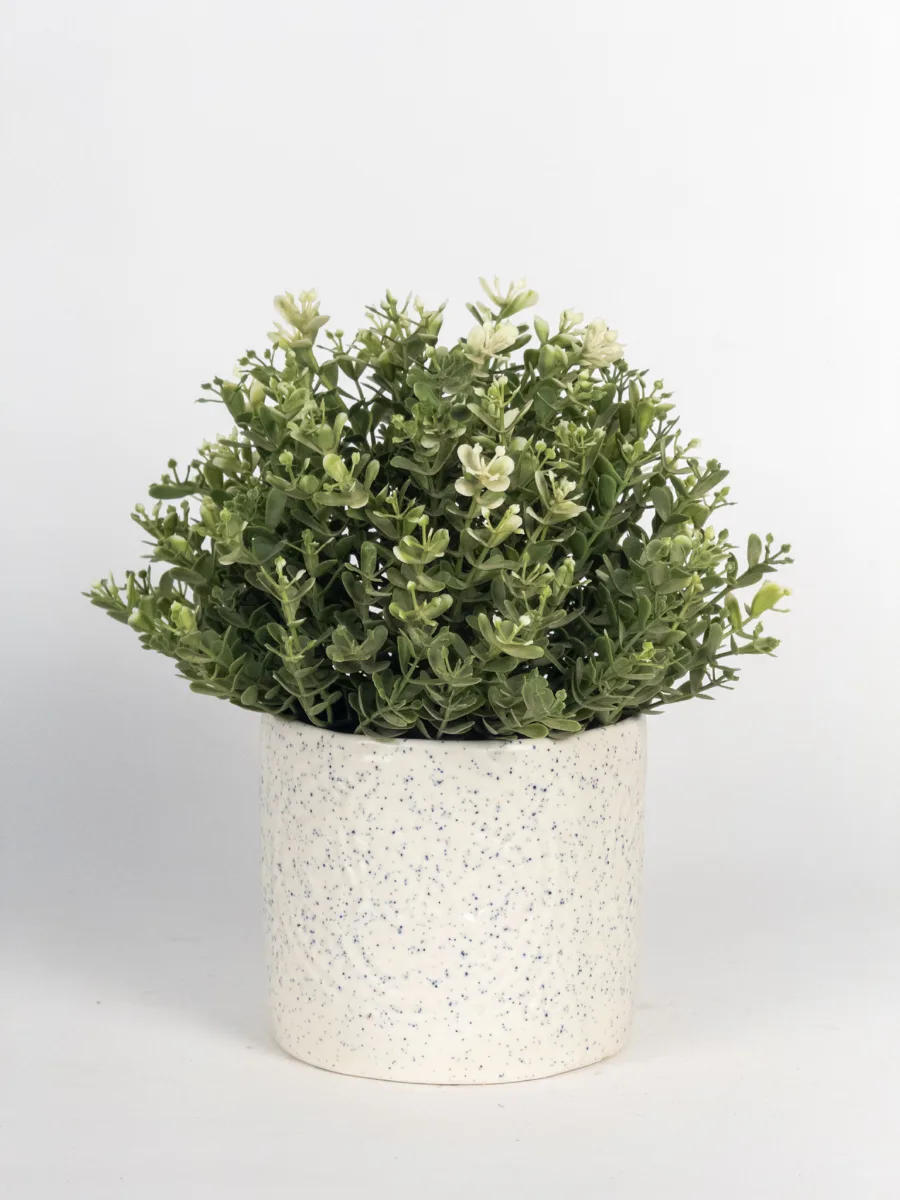 Classic Ceramic Planter — 5.5" Dia × 5" Height — Primary View