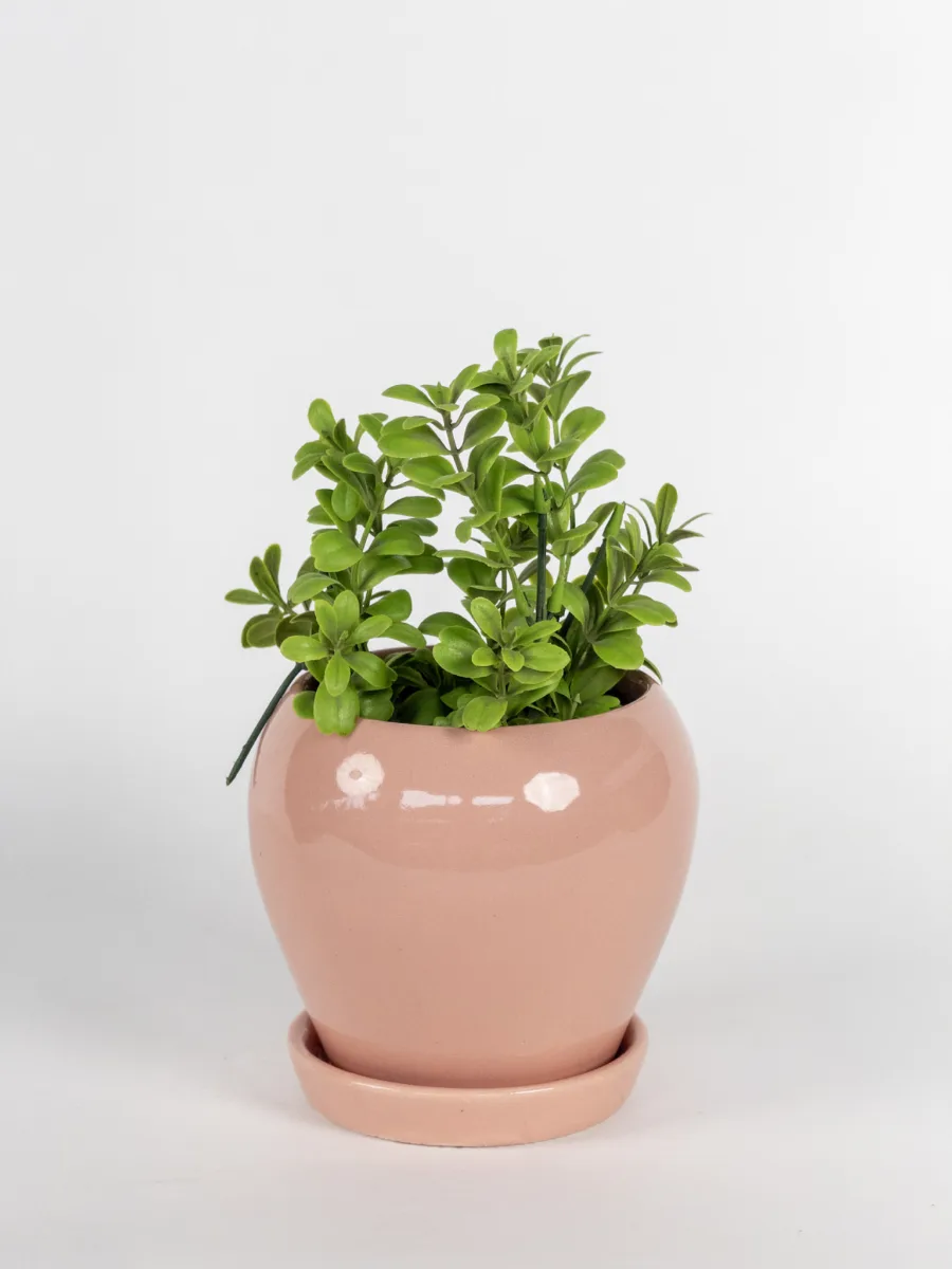 Classic Ceramic Planter — 4.5" Dia × 4.5" Height — Primary View