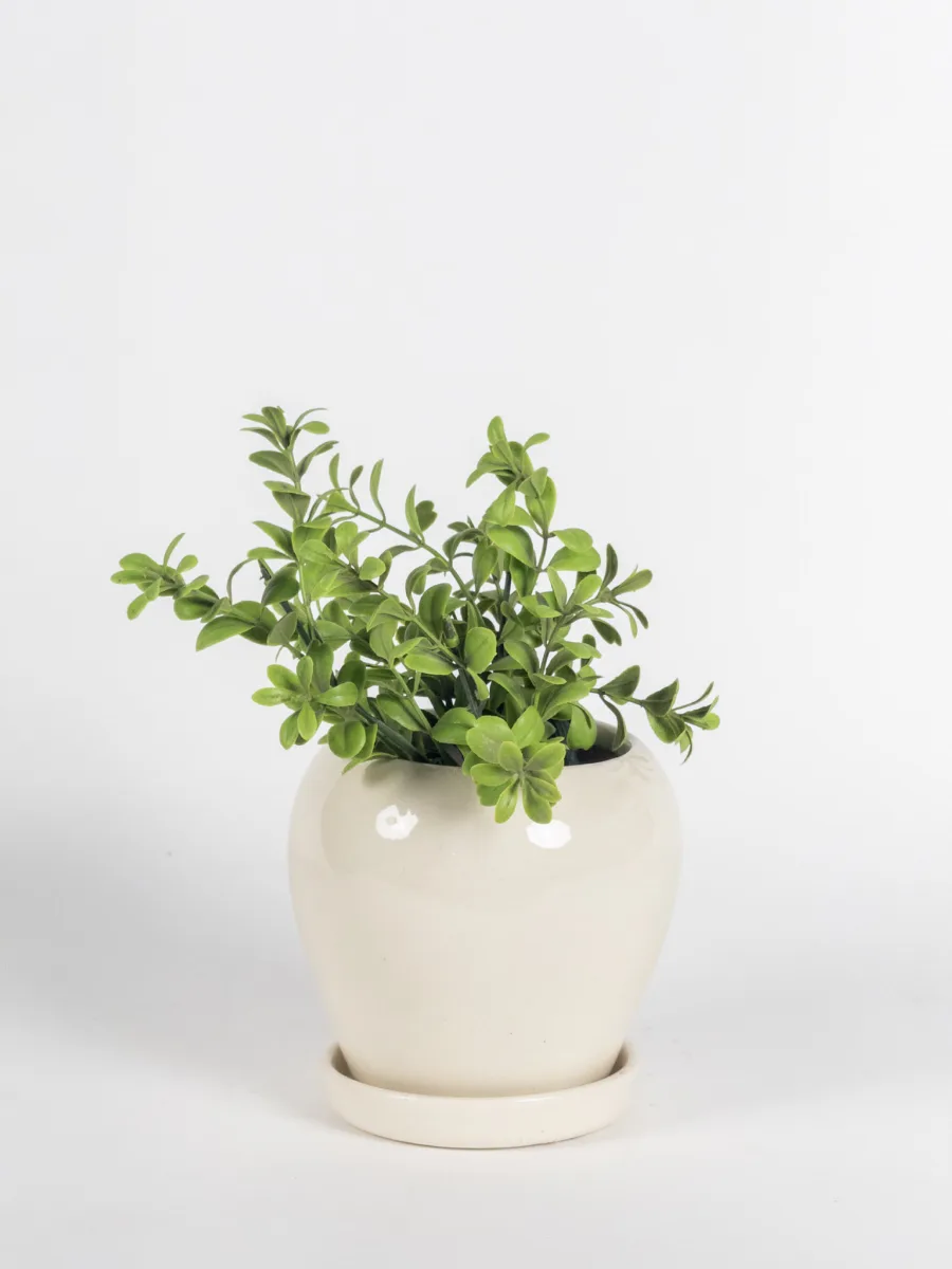Classic Ceramic Planter — 8" Dia × 3" Height — Primary View