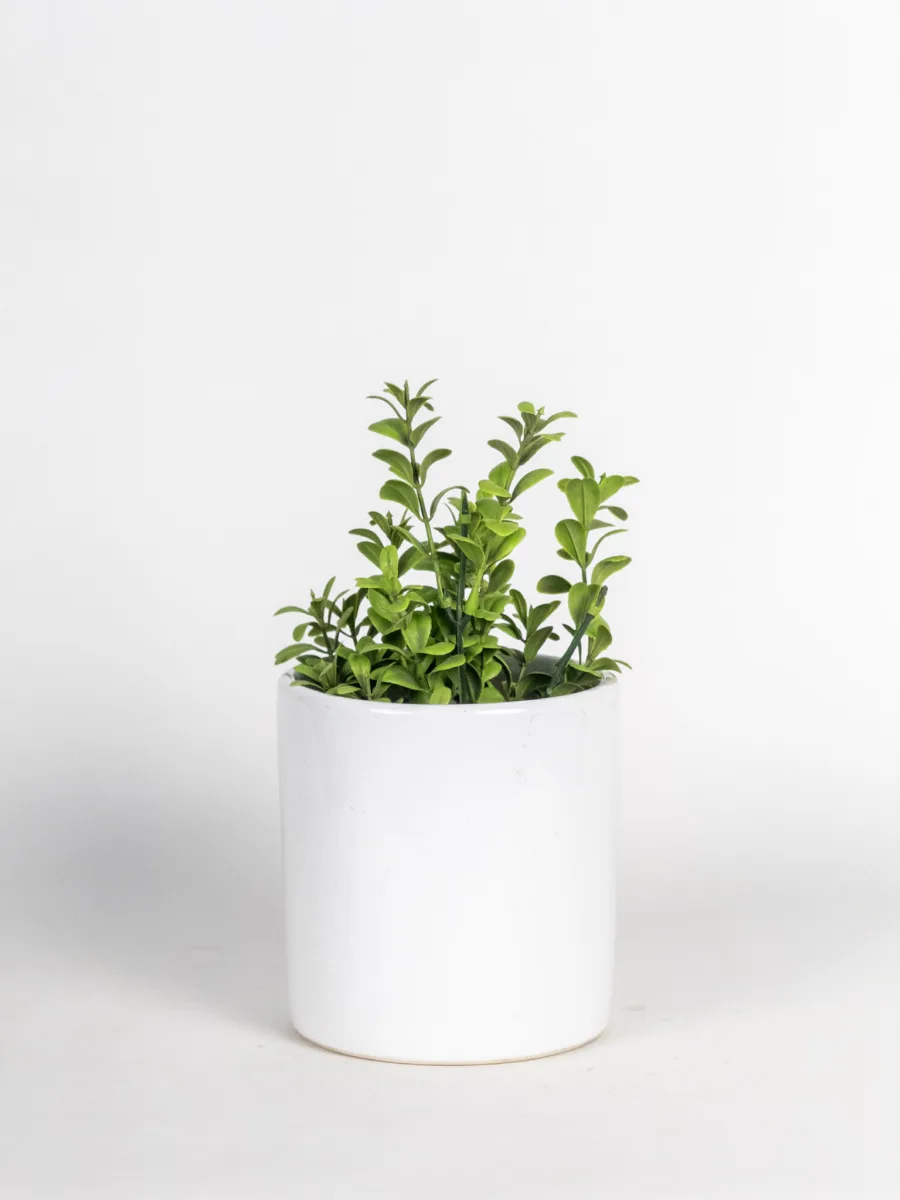 Classic Ceramic Planter — 5.5" Dia × 5" Height — Primary View