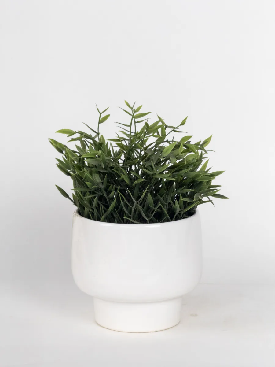Classic Ceramic Planter — 5.5" Dia × 5" Height — Primary View