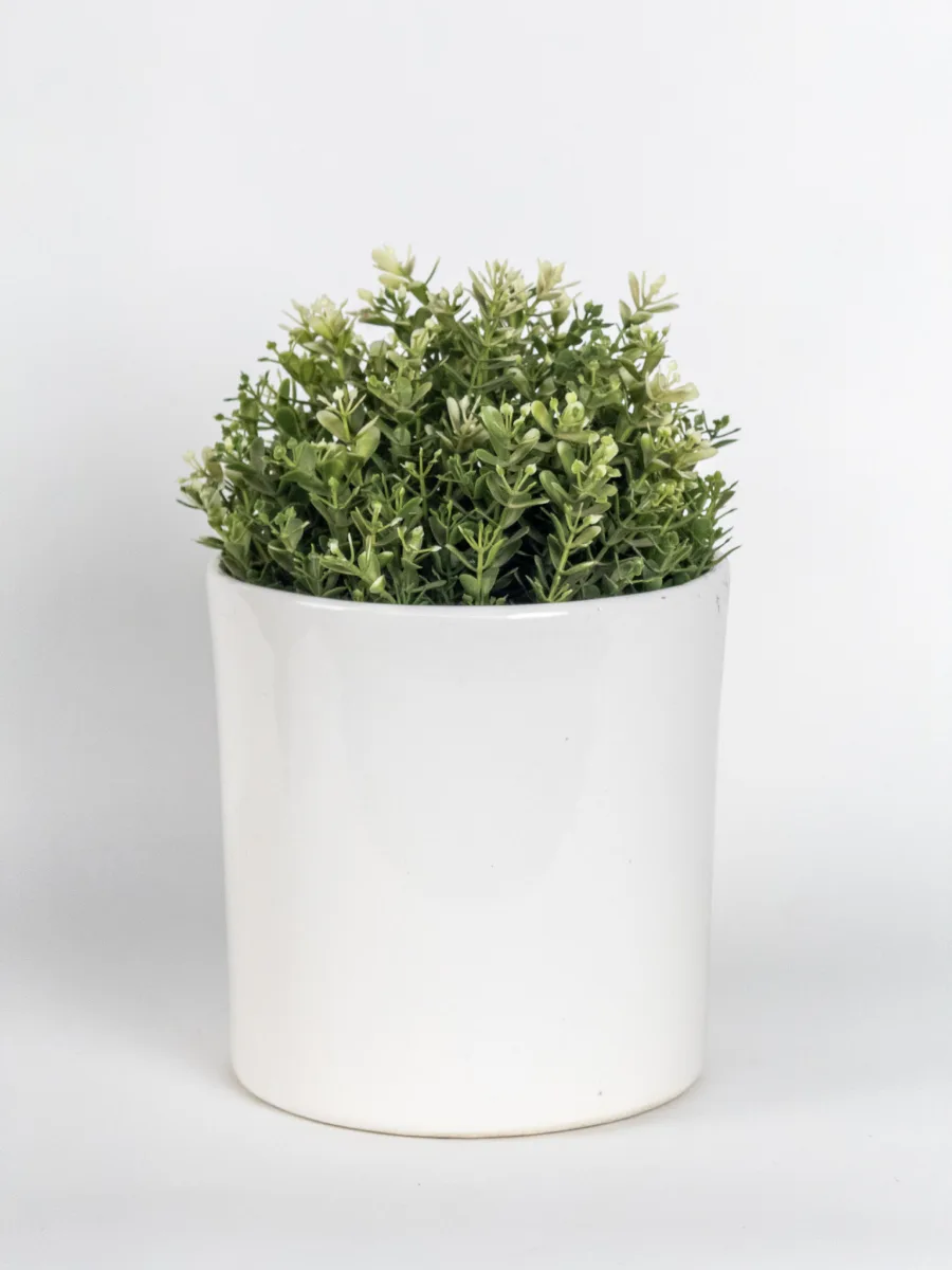 Classic Ceramic Planter — 5.5" Dia × 5" Height — Primary View