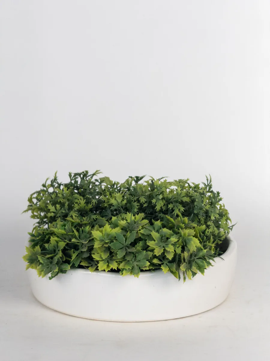 Classic Ceramic Planter — 5.5" Dia × 5.5" Height — Primary View