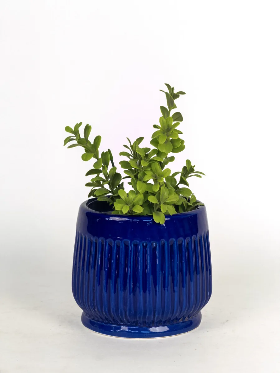 Classic Ceramic Planter — 5.5" Dia × 5.5" Height — Primary View