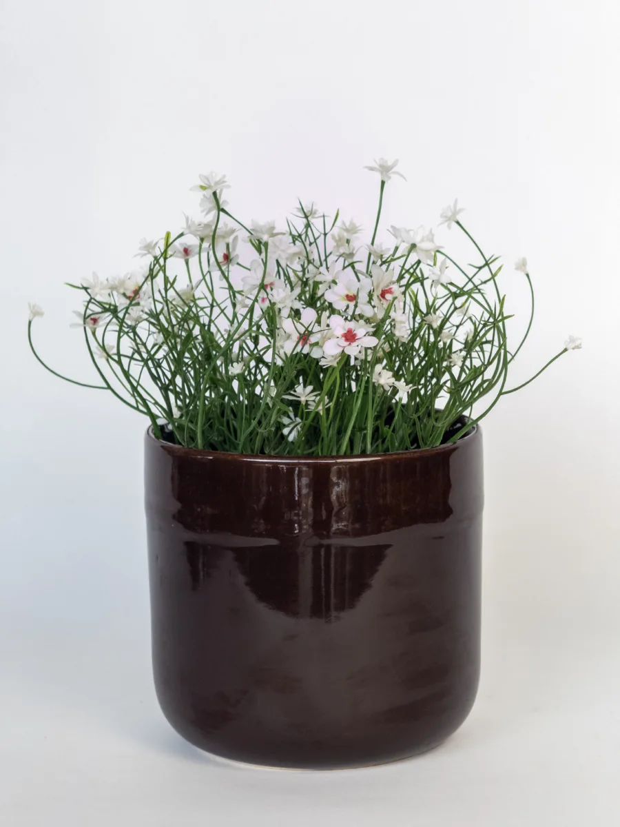 Classic Ceramic Planter Set of 2 (2" Dia) — Primary View