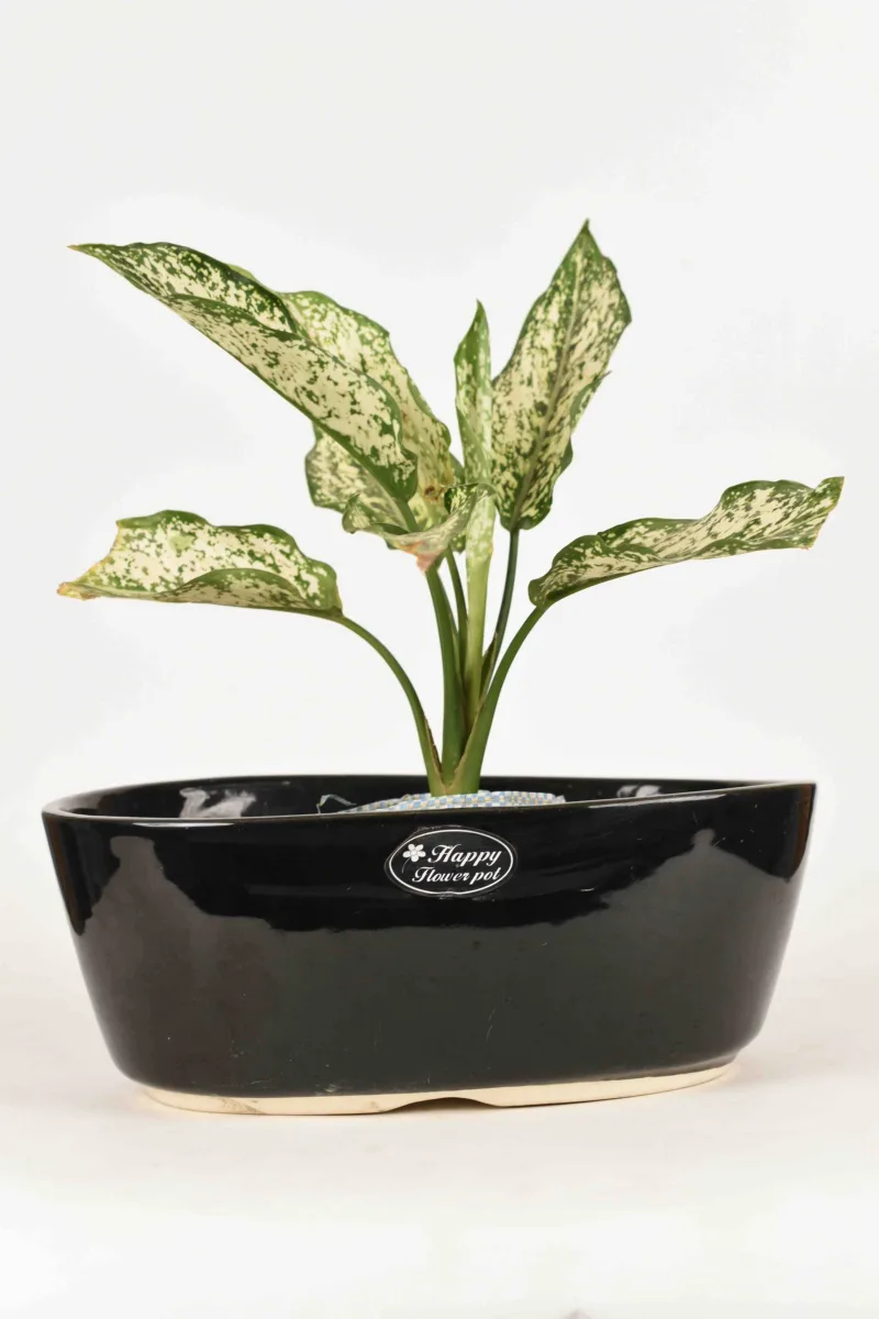 Classic Ceramic Planter — 5.5" Dia × 3" Height — Primary View