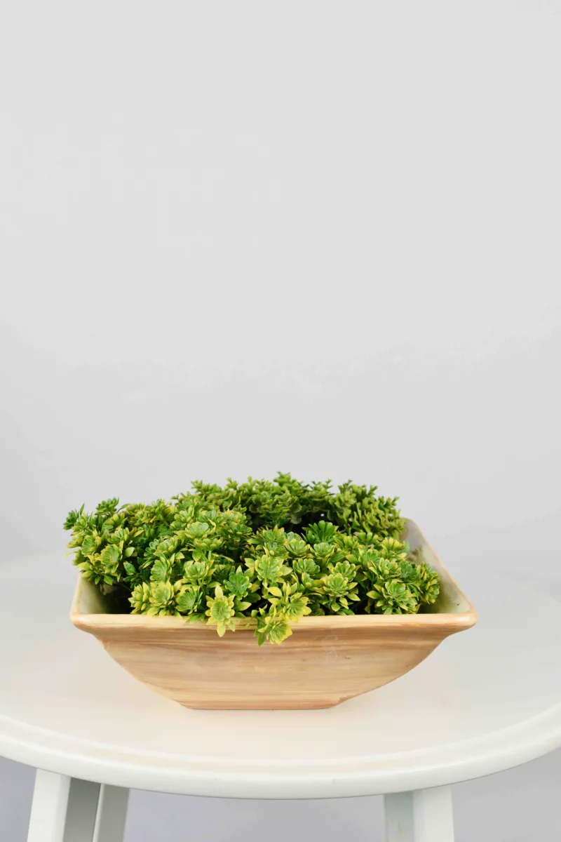 Classic Ceramic Planter Set of 3 (3" Dia) — Primary View