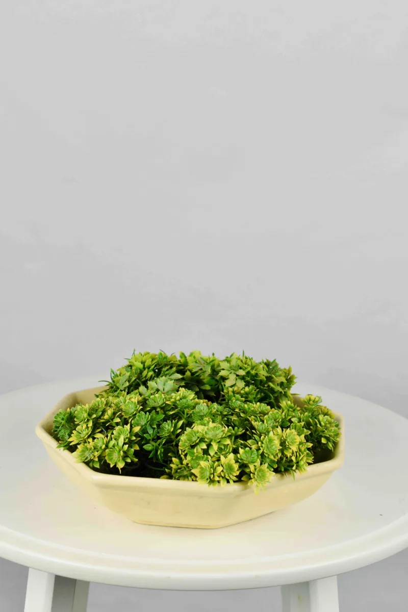Classic Ceramic Planter — 9" Dia × 3" Height — Primary View