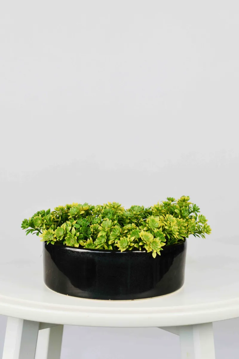 Classic Ceramic Planter — 7" Dia × 2.5" Height — Primary View