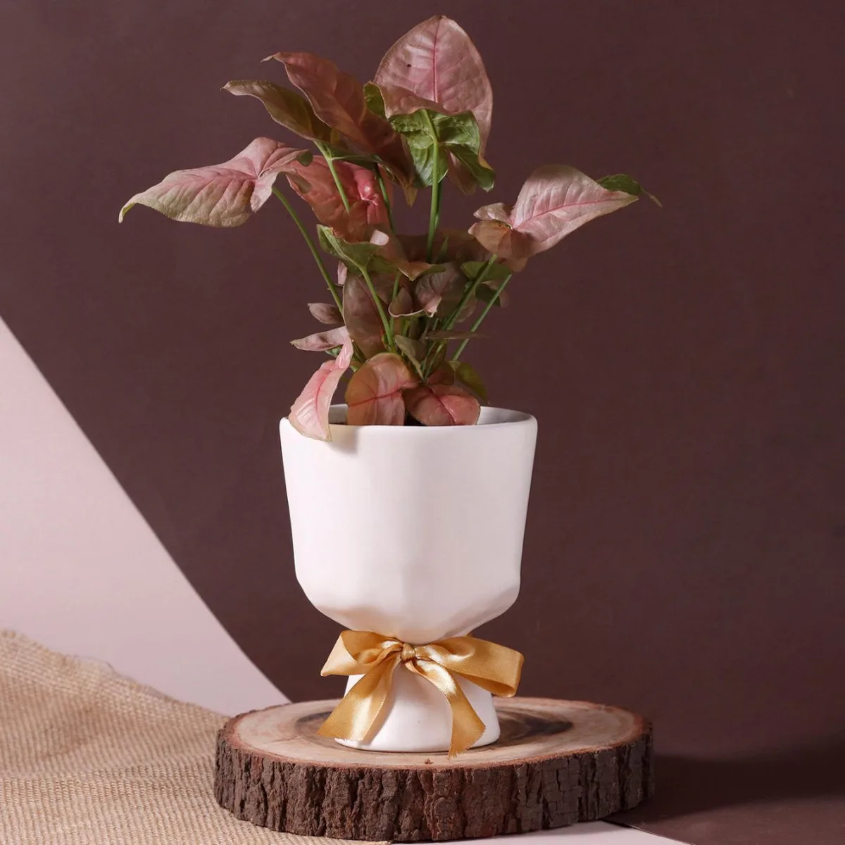 Classic Ceramic Planter — 6" Dia × 2.5" Height — Primary View