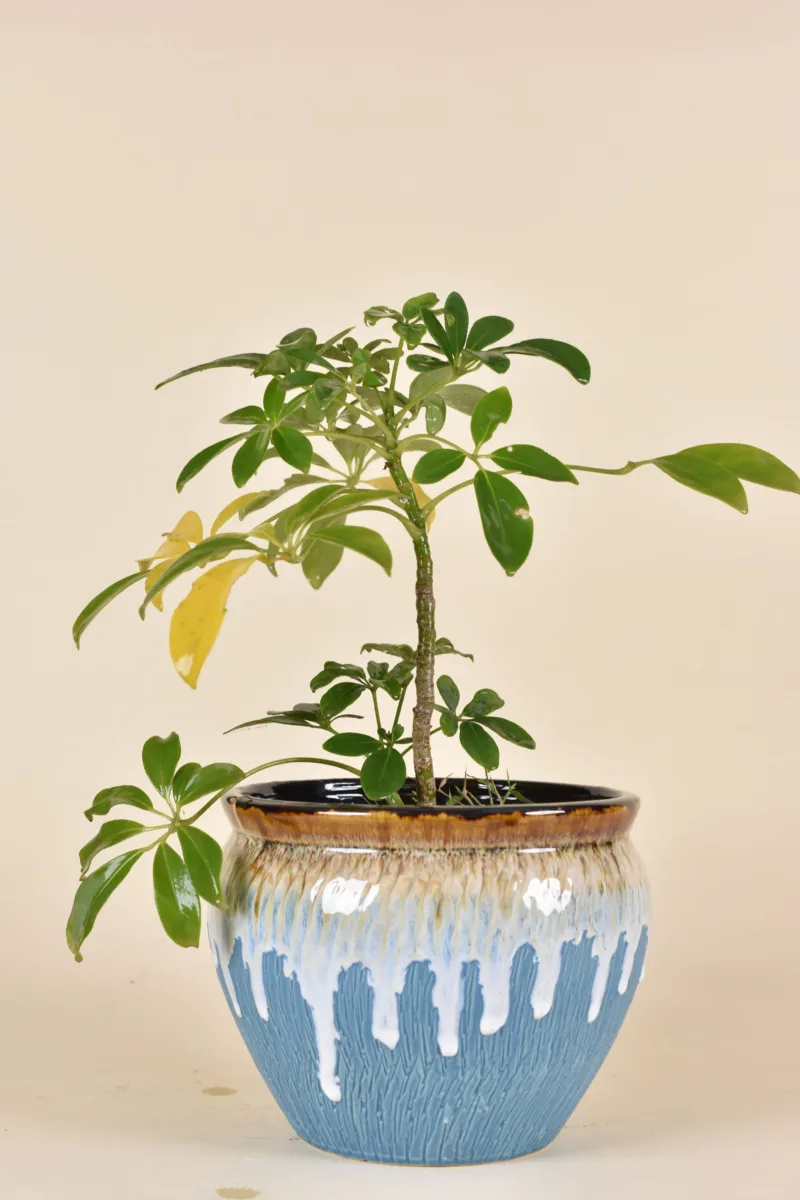Classic Ceramic Planter Set of 2 (6.5" Dia × 5.5" Height) — Primary View