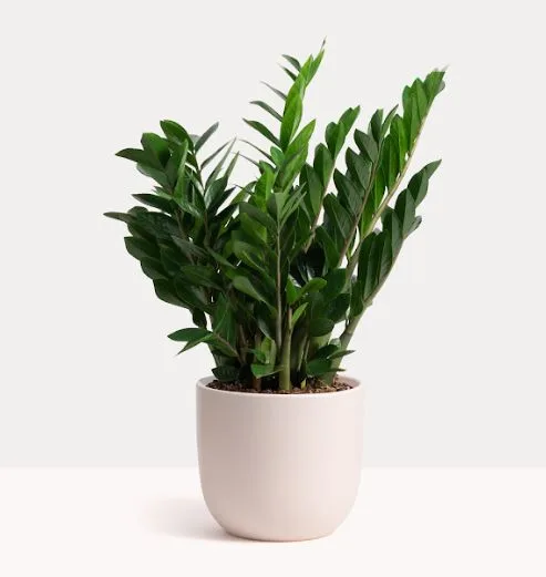 Classic Ceramic Planter Set of 3 (8" Dia × 4" Height) — Primary View