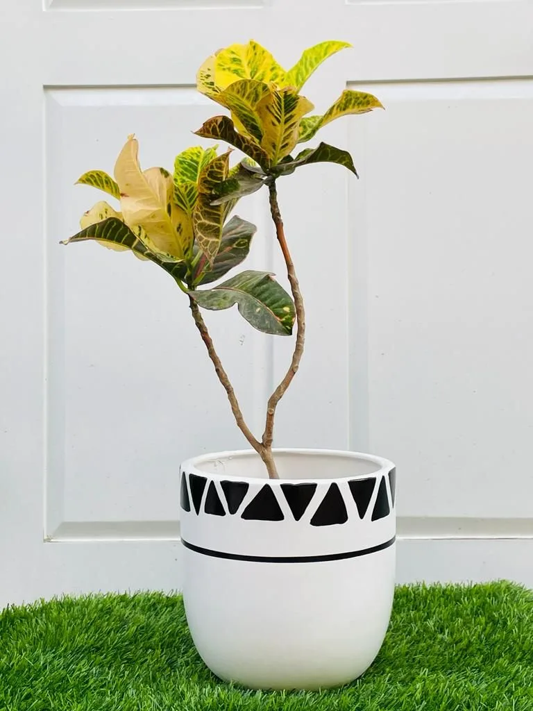 Classic Ceramic Planter — 7.5" Dia × 8" Height — Primary View