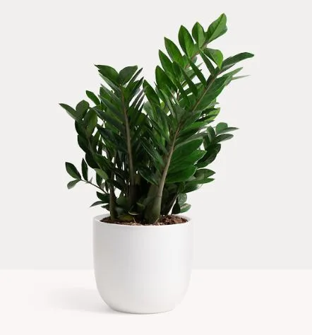 Classic Ceramic Planter — 7.5" Dia × 8" Height — Primary View