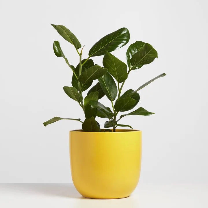 Classic Ceramic Planter — 7.5" Dia × 7.5" Height — Primary View